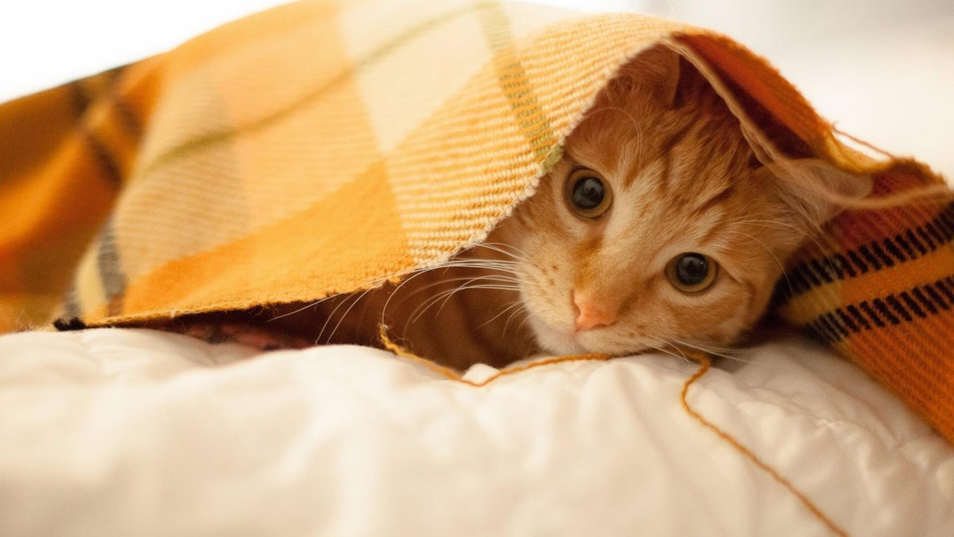 开云体育下载-阿根廷年轻球员逐步成长，未来值得期待