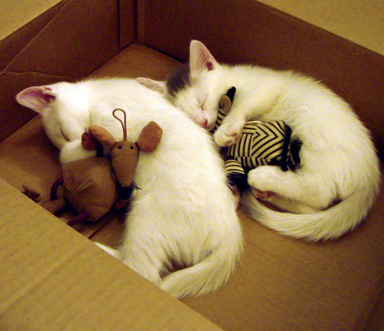 开云体育app在线-“罗密欧·冈萨雷斯的精湛球技与战术执行力，助力美洲狮队继续前行”